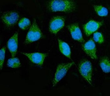 Immunofluorescent staining of FFPE human HeLa cells with MTMR2 antibody (green) and DAPI nuclear sta
