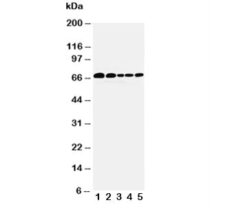 Paxillin Antibody