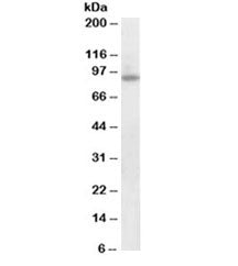 Western blot testing of human brain lysate with FOXO3A antibody at 0.1ug/ml. Expected molecular weig