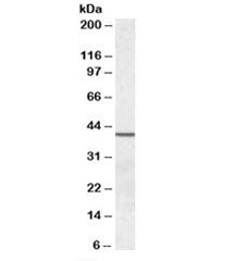 Western blot testing of human testis lysate with SEPT2 antibody. Predicted molecular weight: ~41 kDa