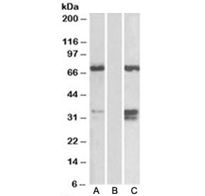 Western blot of HEK293 lysate over expressing human FOXC2-FLAG probed with FOXC2 antibody (0.1ug/ml)