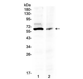 Western blot testing of human 1) 293T and 2) COLO-320 lysate with AMH antibody at 0.5ug/ml. Predicte