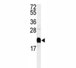 Calmodulin Antibody