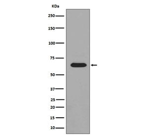 PAK1/2/3 Antibody (pS144/pS141/pS139)