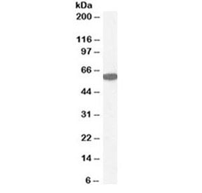 Catalase Antibody