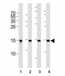 Western blot analysis of lysate from (1) Raji cell line, (2) human spleen, (3) mouse brain and (4) r