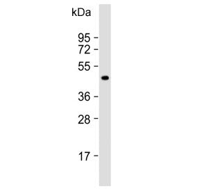 LYVE1 Antibody / XLKD1