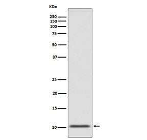 GLP-1 Antibody / Glucagon-like peptide 1