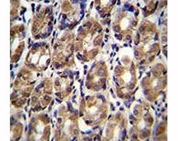 Axin-1 antibody immunohistochemistry analysis in formalin fixed and paraffin embedded human stomach 