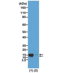 Phospho-Histone H2A/H4 Antibody (pSer1)