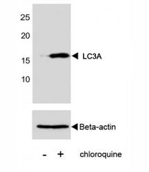 Cleaved LC3A Antibody (ATG8a/APG8a)