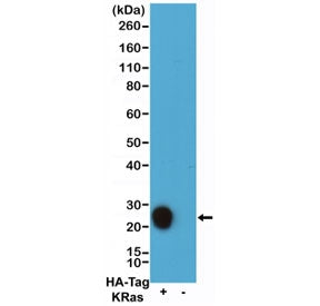 Western blot testing of lysate from human 293T cells transfected with HA-tagged KRas protein with bi
