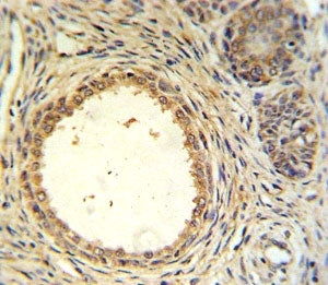 AMH Antibody