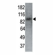 MARK1 Antibody