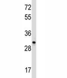 CD27 antibody western blot analysis in Ramos lysate. Predicted molecular weight ~29/45 kDa (unmodifi