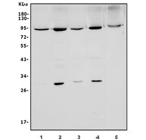 MFN1 Antibody