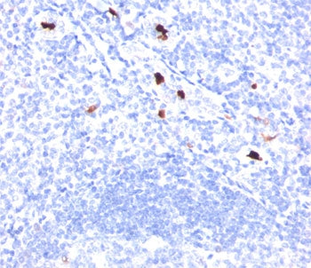 Formalin/paraffin human tonsil stained with Myeloid cell marker antibody (BM-1).