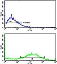 Calponin 1 Antibody