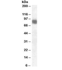 Cortactin Antibody