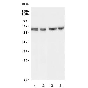 HYAL1 Antibody