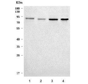 Western blot testing of human 1) HeLa, 2) Jurkat, 3) PC-3 and 4) 293T cell lysate with FKHRL1 antibo