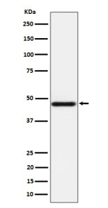 Western blot analysis of AZI2 expression in HeLa cell lysate using AZI2 antibody. Predicted molecula