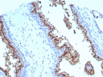Prostein Antibody / SLC45A3