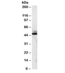 Beta-2-Adrenergic receptor Antibody