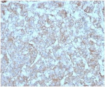 IHC staining of FFPE human adrenal gland with MCP2 antibody (clone CCL8/3312). HIER: boil tissue sec