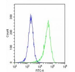 Periostin Antibody