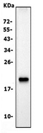 Claudin 7 Antibody / Cldn7