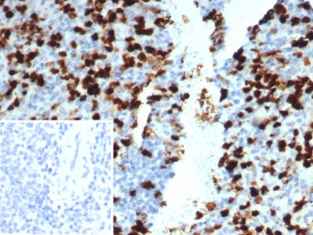 IHC staining of FFPE human spleen tissue with Prominin-1 antibody (clone PROM/1510). Inset: PBS used