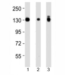 Integrin alpha 3 Antibody (ITGA3)
