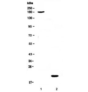 COL18A1 Antibody