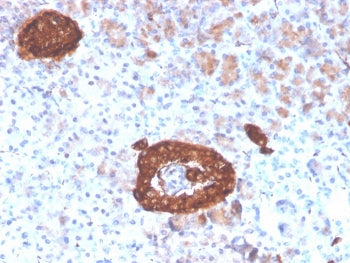 IHC staining of FFPE human pancreas with recombinant Synaptophysin antibody (clone rSYP/4654). HIER: