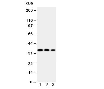 HOXA4 Antibody