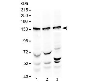 Exportin-5 Antibody (N-Terminal Region)