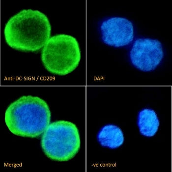 DC-SIGN Antibody