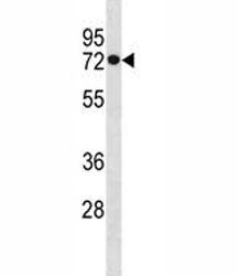 HSPA1L Antibody