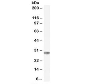 CLIC4 Antibody