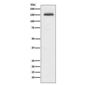 Integrin alpha 4 Antibody / ITGA4