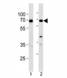 XRCC6 Antibody