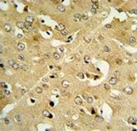 IHC testing of FFPE mouse brain tissue with Corticotropin-releasing factor receptor 2 antibody. HIER