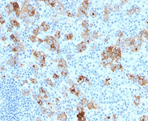 CD30 Antibody