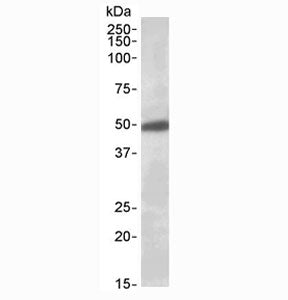 GIRK2 Antibody