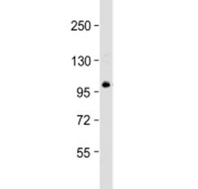TSC22D1 Antibody / TSC22