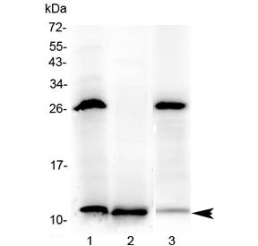 Western blot testing of 1) rat stomach, 2) rat small intestine and 3) mouse small intestine with Tff