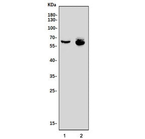 ARID5A Antibody