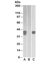 Western blot of HEK293 lysate overexpressing human BOB1-FLAG probed with BOB-1 antibody (1ug/ml) in 