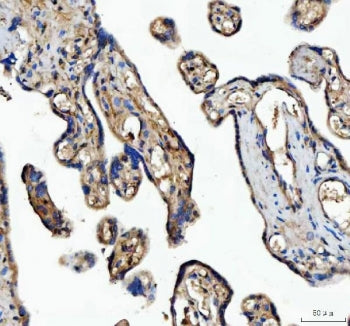 IHC staining of FFPE human placental tissue with MFGE8 antibody. HIER: boil tissue sections in pH8 E